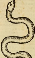 An illustration from Vylssis Aldrovandi ... Serpentvm, et draconv historiae libri dvo : Bartholomaevs Ambrosinvs ... opus concinnauit ... : cum indice memorabilium, nec non uariar linguar locupletissimo (1640)