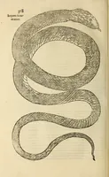 An illustration from Vylssis Aldrovandi ... Serpentvm, et draconv historiae libri dvo : Bartholomaevs Ambrosinvs ... opus concinnauit ... : cum indice memorabilium, nec non uariar linguar locupletissimo (1640)