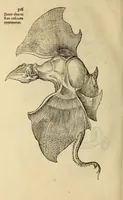 An illustration from Vylssis Aldrovandi ... Serpentvm, et draconv historiae libri dvo : Bartholomaevs Ambrosinvs ... opus concinnauit ... : cum indice memorabilium, nec non uariar linguar locupletissimo (1640)