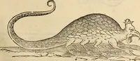 An illustration from Vylssis Aldrovandi ... Serpentvm, et draconv historiae libri dvo : Bartholomaevs Ambrosinvs ... opus concinnauit ... : cum indice memorabilium, nec non uariar linguar locupletissimo (1640)