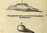 Picture 65 of 76 from Vylssis Aldrovandi ... Serpentvm, et draconv historiae libri dvo : Bartholomaevs Ambrosinvs ... opus concinnauit ... : cum indice memorabilium, nec non uariar linguar locupletissimo (1640), leaf 379