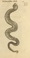 An illustration from Vylssis Aldrovandi ... Serpentvm, et draconv historiae libri dvo : Bartholomaevs Ambrosinvs ... opus concinnauit ... : cum indice memorabilium, nec non uariar linguar locupletissimo (1640)
