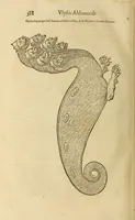 An illustration from Vylssis Aldrovandi ... Serpentvm, et draconv historiae libri dvo : Bartholomaevs Ambrosinvs ... opus concinnauit ... : cum indice memorabilium, nec non uariar linguar locupletissimo (1640)