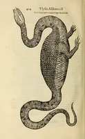 An illustration from Vylssis Aldrovandi ... Serpentvm, et draconv historiae libri dvo : Bartholomaevs Ambrosinvs ... opus concinnauit ... : cum indice memorabilium, nec non uariar linguar locupletissimo (1640)