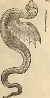 An illustration from Vylssis Aldrovandi ... Serpentvm, et draconv historiae libri dvo : Bartholomaevs Ambrosinvs ... opus concinnauit ... : cum indice memorabilium, nec non uariar linguar locupletissimo (1640)