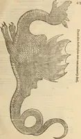 An illustration from Vylssis Aldrovandi ... Serpentvm, et draconv historiae libri dvo : Bartholomaevs Ambrosinvs ... opus concinnauit ... : cum indice memorabilium, nec non uariar linguar locupletissimo (1640)
