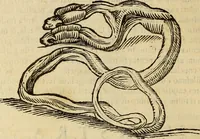 An illustration from Vylssis Aldrovandi ... Serpentvm, et draconv historiae libri dvo : Bartholomaevs Ambrosinvs ... opus concinnauit ... : cum indice memorabilium, nec non uariar linguar locupletissimo (1640)