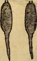 An illustration from Vylssis Aldrovandi ... Serpentvm, et draconv historiae libri dvo : Bartholomaevs Ambrosinvs ... opus concinnauit ... : cum indice memorabilium, nec non uariar linguar locupletissimo (1640)