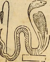 An illustration from Vylssis Aldrovandi ... Serpentvm, et draconv historiae libri dvo : Bartholomaevs Ambrosinvs ... opus concinnauit ... : cum indice memorabilium, nec non uariar linguar locupletissimo (1640)