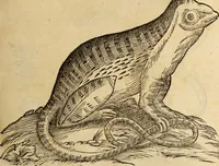 An illustration from Vylssis Aldrovandi ... Serpentvm, et draconv historiae libri dvo : Bartholomaevs Ambrosinvs ... opus concinnauit ... : cum indice memorabilium, nec non uariar linguar locupletissimo (1640)