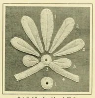 Picture 14 of 18 from Wallachian embroidery (1908), leaf 17