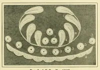 Picture 4 of 18 from Wallachian embroidery (1908), leaf 7