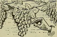 An illustration from Wall paper. (1900)