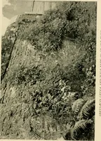 An illustration from Wall and water gardens (1902)