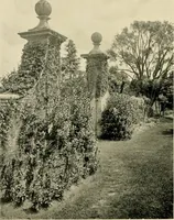 An illustration from Wall and water gardens (1902)