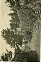 An illustration from Wall and water gardens (1902)