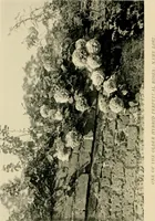 An illustration from Wall and water gardens (1902)