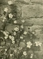 An illustration from Wall and water gardens (1902)