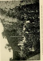 An illustration from Wall and water gardens (1902)