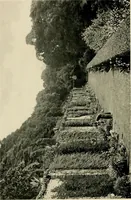 An illustration from Wall and water gardens (1902)
