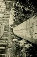 An illustration from Wall and water gardens (1902)