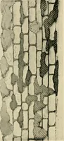 An illustration from Wall and water gardens (1902)
