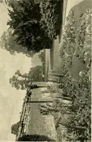 An illustration from Wall and water gardens (1902)