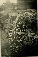 Picture 67 of 134 from Wall and water gardens (1902), leaf 153