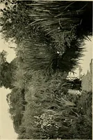 An illustration from Wall and water gardens (1902)