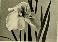 An illustration from Wall and water gardens (1902)