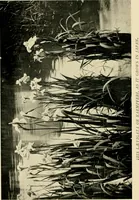 An illustration from Wall and water gardens (1902)