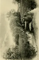 An illustration from Wall and water gardens (1902)