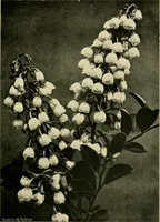 An illustration from Wall and water gardens (1902)