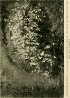 An illustration from Wall and water gardens (1902)