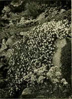 Picture 82 of 134 from Wall and water gardens (1902), leaf 205