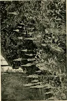An illustration from Wall and water gardens (1902)
