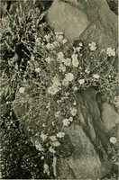 An illustration from Wall and water gardens (1902)