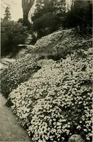 Picture 90 of 134 from Wall and water gardens (1902), leaf 219