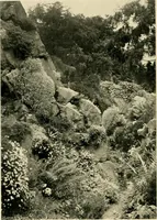 Picture 92 of 134 from Wall and water gardens (1902), leaf 221