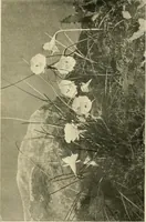 An illustration from Wall and water gardens (1902)