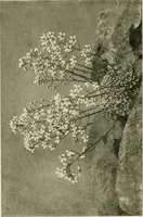 An illustration from Wall and water gardens (1902)