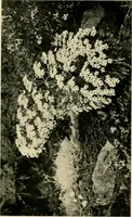 Picture 95 of 134 from Wall and water gardens (1902), leaf 228