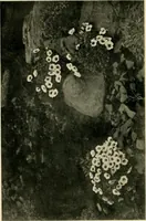 An illustration from Wall and water gardens (1902)