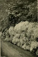 Picture 4 of 134 from Wall and water gardens (1902), leaf 23
