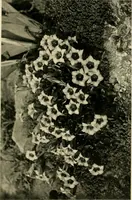 An illustration from Wall and water gardens (1902)