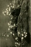 An illustration from Wall and water gardens (1902)