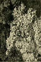 An illustration from Wall and water gardens (1902)