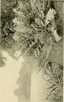 An illustration from Wall and water gardens (1902)
