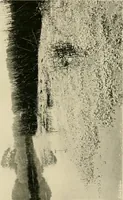 An illustration from Wall and water gardens (1902)