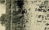 An illustration from Wall and water gardens (1902)